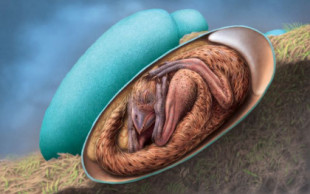 Embrión exquisitamente conservado encontrado dentro de un huevo  fosilizado de dinosaurio (ENG)