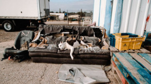 La oleada de perros abandonados de la pandemia: "Los querían solo para saltarse el confinamiento"
