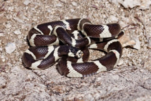 Una serpiente americana está acabando con dos lagartos autóctonos canarios: el último efecto de la moda de las mascotas exóticas