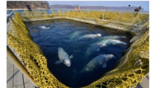 Rusia desmantela, tras años de críticas, la mayor 'cárcel de ballenas' del mundo