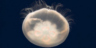 ¿Por qué tantos animales comen medusas si no tienen calorías?
