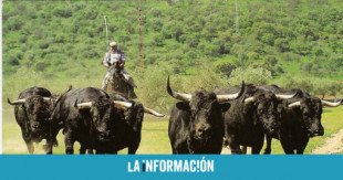El SOS de los ganaderos: "Ya no salen las cuentas para criar al toro bravo"