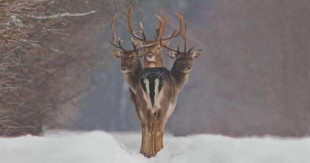 Fotógrafo captura una ilusión óptica: un "ciervo de tres cabezas"