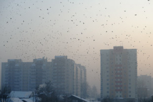 Faros acústicos para evitar que los pájaros choquen contra edificios: así han reducido estos científicos su riesgo de mortalidad