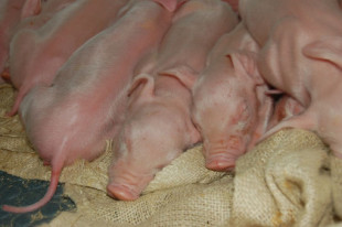 Holanda crea un ministerio para reducir el impacto de las cada vez más grandes granjas porcinas