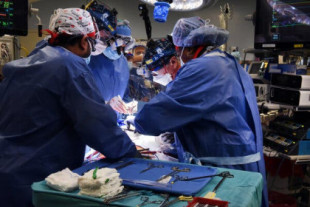 Cirujanos de la Universidad de Maryland trasplantaron un corazón de cerdo genéticamente modificado a un paciente de 57 años, el primer procedimiento exitoso de este tipo (inglés)