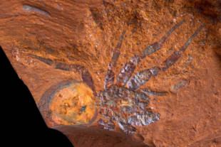 Encuentran miles de fósiles que confirman que Australia fue una inmensa selva tropical hace más de 15 millones de años