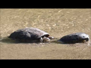 Dos galápagos leprosos se ‘remojan’ en el Manzanares