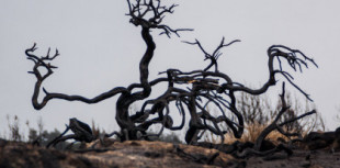 La madera muerta no es basura: por qué retirarla perjudica el bosque