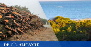 Comienza la tala masiva de la pinada de Guardamar del Segura (Alicante).