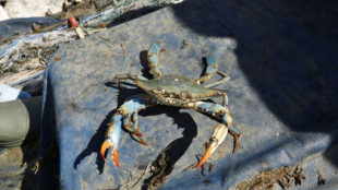 El cangrejo azul americano invade ya todo el mediterráneo español