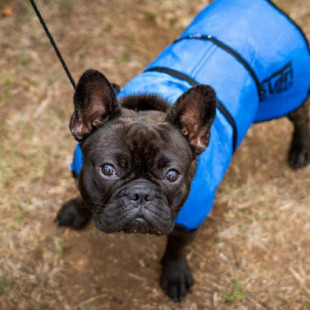 Los veterinarios alertan de la última y peligrosa moda en perros: los bulldogs franceses sin pelo