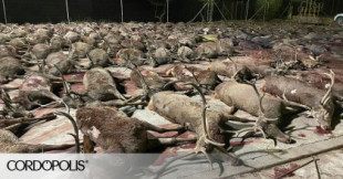 Una cacería abate más de 400 ciervos y jabalíes de una finca en una sola jornada