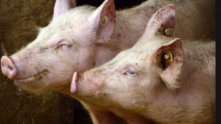 "El sector porcino está tan descontrolado que no hay terreno suficiente en Lorca para echar todos los purines que generan"
