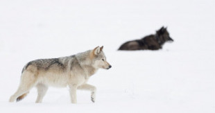 La matanza masiva de lobos en Estados Unidos interrumpe un estudio de décadas de duración
