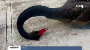 Vídeo: Polémica en Irun por la muerte de un cisne a manos de un piragüista