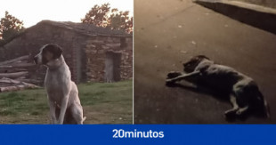 La triste historia de 'Zeus', el perro callejero al que han matado de un disparo en Zamora