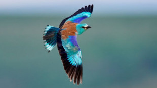 La carraca europea, la vistosa ave azul que controla las plagas