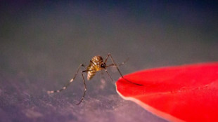 Nuevo estudio sobe los colores que más atraen a los mosquitos