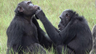 Primera vez que se observa que los chimpancés aplican ‘medicina’ a las heridas de los demás