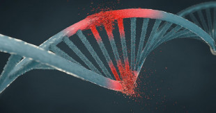 Para aprender más rápido, las células cerebrales rompen su ADN