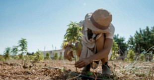 Cáñamo en Mallorca: tras las raíces de un cultivo ancestral