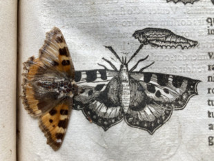 Descubre una rara mariposa preservada entre las páginas del primer libro de insectos publicado en Inglaterra [ENG]