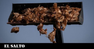 Miles de gallinas muertas en una macrogranja de Valladolid tras un brote de gripe aviar