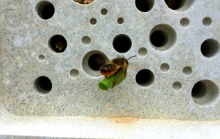 Estos ladrillos funcionan como pequeños hogares para abejas solitarias