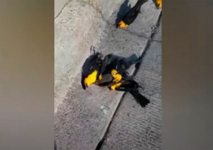 Cientos de pájaros mueren repentinamente en México