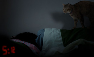 Un gato se ve obligado a despertar de nuevo a su dueña, que sigue durmiendo pese a que son ya más de las cinco de la mañana