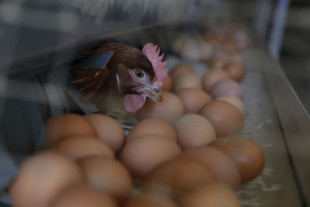 La UE investiga un gran brote de salmonela con 272 casos en seis países vinculado a huevos de origen español