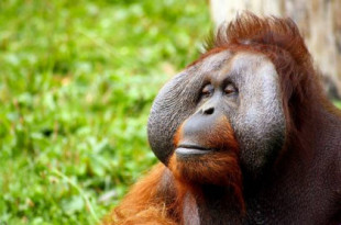 Los orangutanes usan piedras para cortar y golpear de forma instintiva