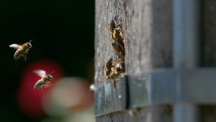 Galicia conserva abejas melíferas silvestres, caso único en Europa