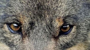 Confirmada la presencia de un ejemplar de lobo en la provincia de Cáceres