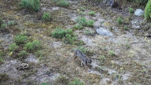 Así es el Lynx rufuses, el lince que fue captado en el Desierto de los Leones y que se creía desaparecido