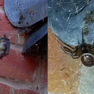 Descubren por primera vez a una araña falsa viuda negra devorando un murciélago