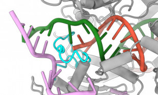La edición genética se vuelve más segura gracias a una proteína rediseñada (ENG)