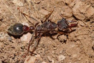 Las hormigas toro han desarrollado una nueva técnica para provocar dolor persistente