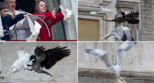 2014: Tras rezar el Ángelus por la paz en Ucrania, el Papa libera dos palomas blancas; una es atacada por un cuervo y otra por una gaviota