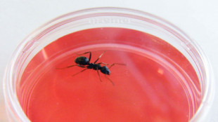 Descubren que las hormigas pueden ser mejores que los perros para olfatear el cáncer