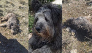 Un cazador mata al perro de un senderista en Granada, le amenaza y se deshace presuntamente del cadáver