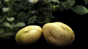 Científicos alemanes descifran por primera vez el complejo genoma de la patata