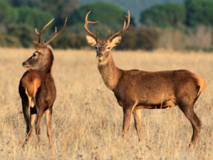 Parques Nacionales autorizó la caza en solo un mes de 5.000 ciervos y jabalíes en Cabañeros
