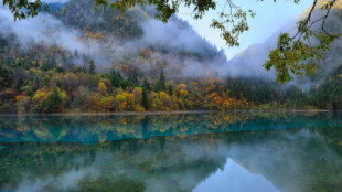 Bosques del mundo que parecen encantados