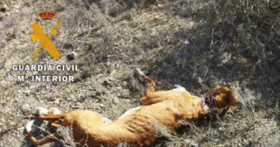 Acusados dos cazadores de Monegros por matar a tiros a sus perros cuando ya no les servían