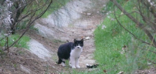 Gatos callejeros contra aves, la otra guerra silenciosa en las ciudades