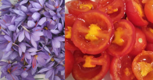 Investigadores de la UCLM crean el "Tomafrán", un tomate con azafrán