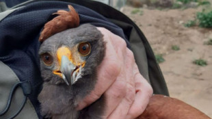 Capturada un águila murciana que atemorizaba a los vecinos de Tobarra