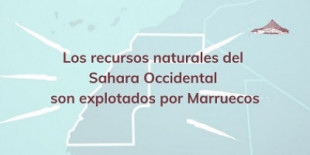 Los recursos naturales del Sahara Occidental explotados por Marruecos, ilegalmente según la ONU